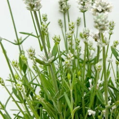 Lavendel 'Alba', Weiß, Topf-Ø 13 Cm, 6er-Set -Stihl Pflanzen Verkauf 0319200131 0319200198 Lavendel weiss T13 3er 6er 4 125975