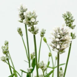 Lavendel 'Alba', Weiß, Topf-Ø 13 Cm, 6er-Set -Stihl Pflanzen Verkauf 0319200131 0319200198 Lavendel weiss T13 3er 6er 5 125974