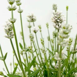 Lavendel 'Alba', Weiß, Topf-Ø 13 Cm, 6er-Set -Stihl Pflanzen Verkauf 0319200131 0319200198 Lavendel weiss T13 3er 6er 6 125973