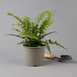 Goldschuppenfarn, Topf-Ø 17 Cm, 2er-Set -Stihl Pflanzen Verkauf 0319200159 dryopteris affinis f 126005