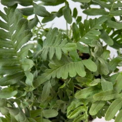 Gewöhnlicher Tüpfelfarn, Topf-Ø 17 Cm, 2er-Set -Stihl Pflanzen Verkauf 0319200161 polypodium vulgare 5 125049