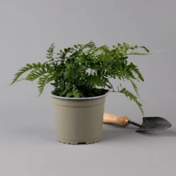 Gewöhnlicher Tüpfelfarn, Topf-Ø 17 Cm, 2er-Set -Stihl Pflanzen Verkauf 0319200161 polypodium vulgare f 126035