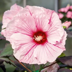 Staudenhibiskus 'Dark Mystery' Hellrosa , Höhe 100-150 Cm, Topf 5 Liter