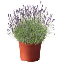 Lavendel, Lilablau Topf-Ø 19 Cm, 2er-Set -Stihl Pflanzen Verkauf 0320500568 koelle s beste lavendel hidcote blue blau 17 cm topf 42863