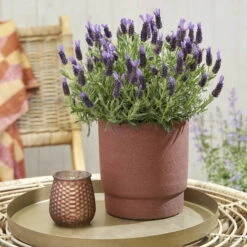 Lavendel 'Purple Flag' Violett, Topf-Ø 17 Cm, 2er-Set -Stihl Pflanzen Verkauf 0320500671 Lavandula Lamorosia Purple Flag 19cm Topf Woud1 70212