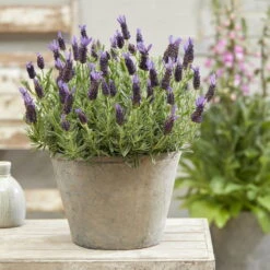 Lavendel 'Purple Flag' Violett, Topf-Ø 17 Cm, 2er-Set -Stihl Pflanzen Verkauf 0320500671 Lavandula Lamorosia Purple Flag 19cm Topf Woud2 70211