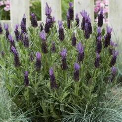 Lavendel 'Purple Flag' Violett, Topf-Ø 17 Cm, 2er-Set -Stihl Pflanzen Verkauf 0320500671 Lavandula Lamorosia Purple Flag 19cm Topf Woud4 70209