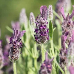 Schopflavendel 'Anouk', 6er-Set, Topf 10,5 Cm Ø -Stihl Pflanzen Verkauf 0320500698 Lavandula stoechas Anouk 10cm Topf Portugal2 67996