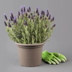 Lavendel 'Purple Flag' Violett, Topf-Ø 17 Cm, 2er-Set -Stihl Pflanzen Verkauf 0320500725 0319200089 Lavandula Lamorosia Purple Flag 1 125871