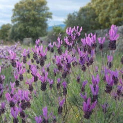 Schopflavendel 'Anouk', 6er-Set, Topf 10,5 Cm Ø -Stihl Pflanzen Verkauf 0320500729 Lavandula stoechas Anouk 6er Set 1 92521