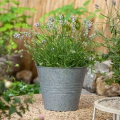 Lavendel, Lilablau Topf-Ø 19 Cm, 2er-Set -Stihl Pflanzen Verkauf 0320500730 Lavandula angustifolia 1 88402