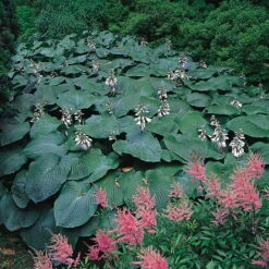 Blaublatt-Funkie 'Elegans' Hellviolett, Topf-Ø 11 Cm, 3er-Set -Stihl Pflanzen Verkauf 0320600083 Hosta sieboldiana Elegans Koelles Beste 11cm Topf 4911