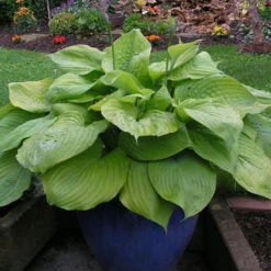 Titelseite -Stihl Pflanzen Verkauf 0320600277 Hosta Hybride Sum and Substance Koelle 11cm Topf gelblich gruen1 75709