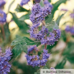 Titelseite -Stihl Pflanzen Verkauf 0410110266 Caryopteris Grand Blue 1 87691