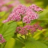 Goldorange Japanspiere 'Double Play®Big Bang', Spiraea Japonica, Topf 5 Liter
