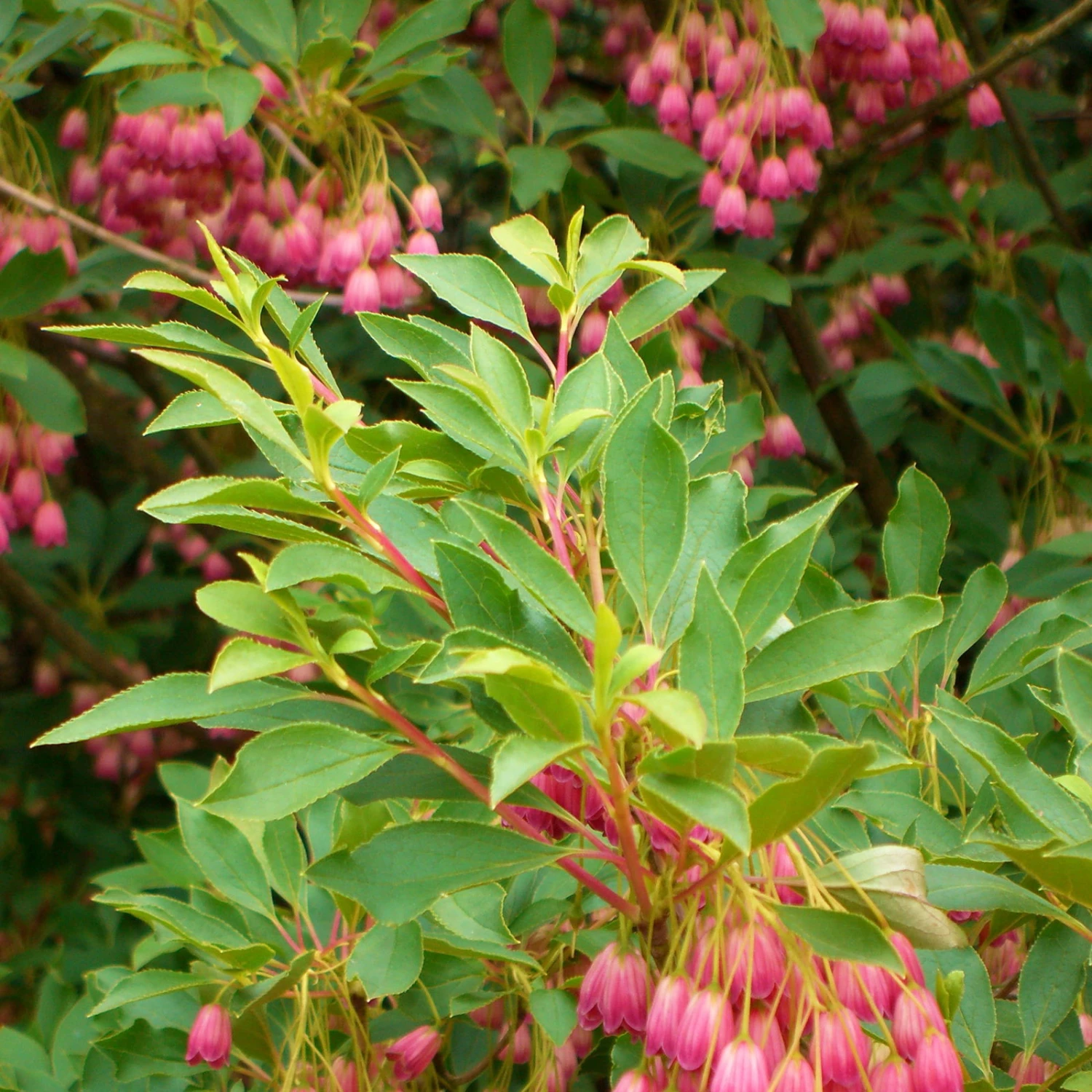 Prachtglocke, 4er-Set, Höhe 40-60 Cm, Topf 5 Liter 2 Prachtglocke, 4er-Set, Höhe 40-60 Cm, Topf 5 Liter – Bild 2