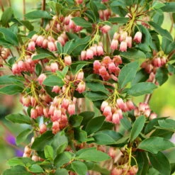 Prachtglocke, 4er-Set, Höhe 40-60 Cm, Topf 5 Liter