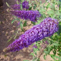 Duo-Schmetterlingsstrauch, Buddleja 'Reve De Papillion'®, Blau-weiß, Topf 5 Lt. -Stihl Pflanzen Verkauf 0410220176 BUDDLEJA davidii Reve de Papillon Blue 2 Kordes 78179
