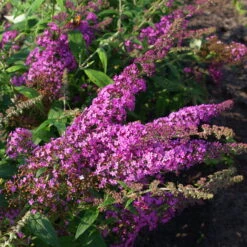 Duo-Schmetterlingsstrauch, Buddleja 'Reve De Papillion'®, Pink-weiß, Topf 5 Lt. -Stihl Pflanzen Verkauf 0410220177 BUDDLEJA davidii Reve de Papillon 3 pink Kordes 78181