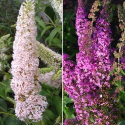 Duo-Schmetterlingsstrauch, Buddleja 'Reve De Papillion'®, Pink-weiß, Topf 5 Lt.