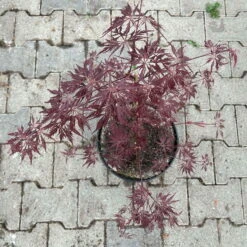 Roter Schlitzahorn 'Dissectum Garnet', Höhe 40 - 60 Cm, Topf 7,5 Liter -Stihl Pflanzen Verkauf 0410300847 acer garnet 4 123987