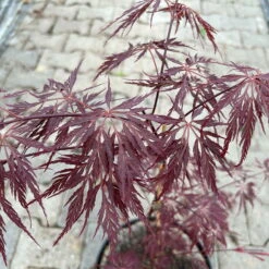 Roter Schlitzahorn 'Dissectum Garnet', Höhe 40 - 60 Cm, Topf 7,5 Liter -Stihl Pflanzen Verkauf 0410300847 acer garnet 5 123986