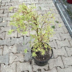 Japanischer Fächerahorn 'Butterfly', Höhe 60 - 80 Cm, Topf 7,5 Liter -Stihl Pflanzen Verkauf 0410300898 acer butterfly 4 124001