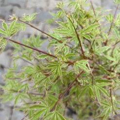 Japanischer Fächerahorn 'Butterfly', Höhe 60 - 80 Cm, Topf 7,5 Liter -Stihl Pflanzen Verkauf 0410300898 acer butterfly 6 124004