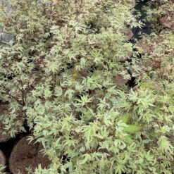 Japanischer Fächerahorn 'Butterfly', Höhe 60 - 80 Cm, Topf 7,5 Liter -Stihl Pflanzen Verkauf 0410300898 acer butterfly 7 124005