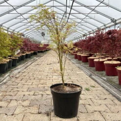 Japanischer Fächerahorn 'Butterfly', Höhe 60 - 80 Cm, Topf 7,5 Liter -Stihl Pflanzen Verkauf 0410300898 acer butterfly 8 124006