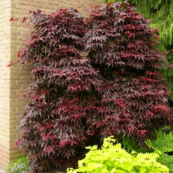 Roter Fächerahorn 'Bloodgood', Höhe 60 - 80 Cm, Topf 7,5 Liter -Stihl Pflanzen Verkauf 0410301060 Acer palm Bloodgood 60cm 19er Topf 1 83828