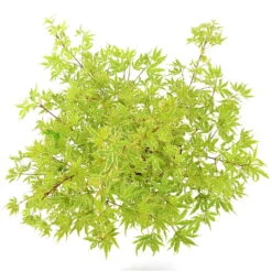 Japanischer Fächerahorn 'Butterfly', Höhe 60 - 80 Cm, Topf 7,5 Liter -Stihl Pflanzen Verkauf 0410301072 Acer palm Butterfly Son und Koot 4 84629