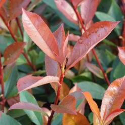 Kompakte Glanzmispel, Höhe 60-80 Cm, Topf 7,5 Liter, 15er-Set -Stihl Pflanzen Verkauf 0410350291 0410112973 0410870693 0410870695 photinia fraseri carre rouge 3 122778