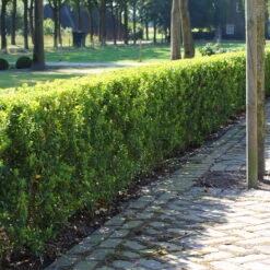 Stechpalme 'Impala®', 100er-Set, Höhe 30-40 Cm, Topf 2 Liter