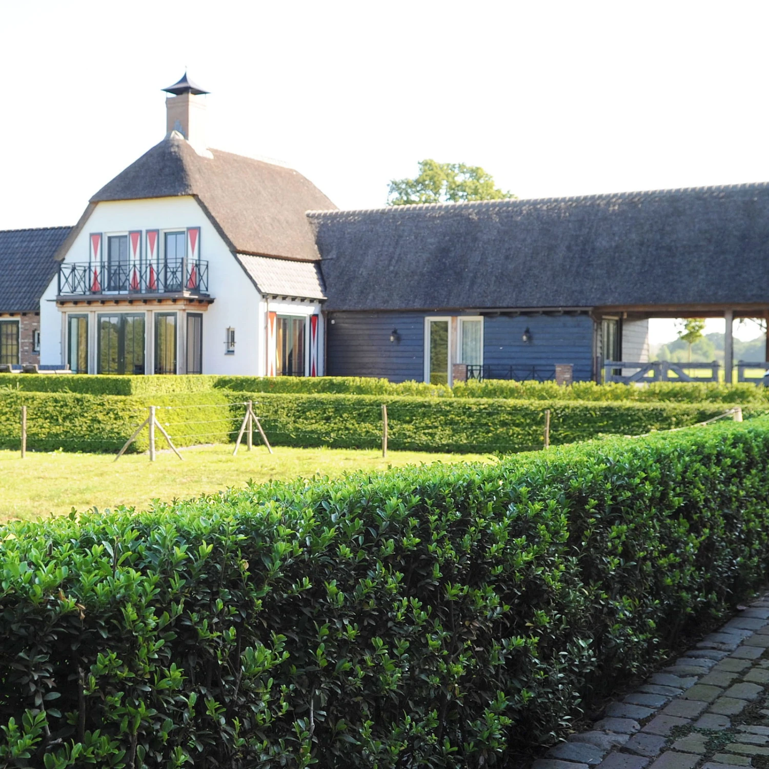 Stechpalme 'Impala®', 25er-Set, Höhe 50-60 Cm, Topf 5 Liter 2 Stechpalme 'Impala®', 25er-Set, Höhe 50-60 Cm, Topf 5 Liter – Bild 2