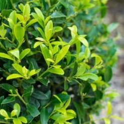 Stechpalme 'Impala®', 100er-Set, Höhe 30-40 Cm, Topf 2 Liter -Stihl Pflanzen Verkauf 0410450790 Ilex max Impala 3 104013