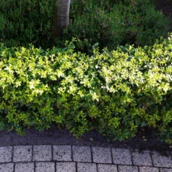 Stechpalme 'Impala®', 25er-Set, Höhe 50-60 Cm, Topf 5 Liter 10 Stechpalme 'Impala®', 25er-Set, Höhe 50-60 Cm, Topf 5 Liter -Stihl Pflanzen Verkauf 0410450790 Ilex max Impala 5 104012 1