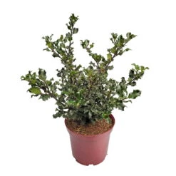 Stechpalme 'Blue Angel', 50er-Set, Grünes Blatt & Rote Beeren, Topf 5 Liter -Stihl Pflanzen Verkauf 0410450796 0410450797 Ilex mes Blue Angel 4 104458