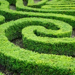 Buchsbaum, Buxus Sempervirens, 10 Bis 15 Cm Hoch, Topf 9 Cm Ø, 9er Set