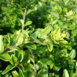 Lonicera Nitida, Topf-Ø 9 Cm, 12er-Set