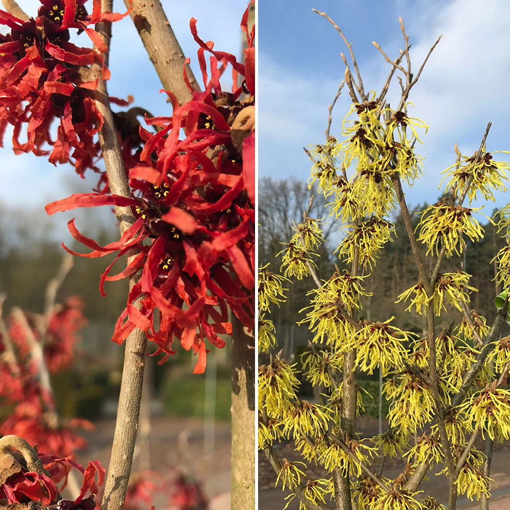 Winterblüher-Set Zaubernuss, Hamamelis Rot/gelb, 2er-Set, Höhe 40-50 Cm, Topf 5l 1 Winterblüher-Set Zaubernuss, Hamamelis Rot/gelb, 2er-Set, Höhe 40-50 Cm, Topf 5l
