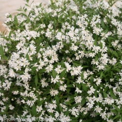 Weißer Sternenstrauch, Deutzia 'Yuki Snowflake'®, 5er-Set, Topf 3 Liter