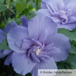 Duo-Gartenhibiskus 'Blue Chiffon®' Und 'White Chiffon®', Blau + Weiß, 5 Lt. Topf -Stihl Pflanzen Verkauf 0410900481 Hibiscus Blue Chiffon 1 76687