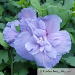 Duo-Gartenhibiskus 'Blue Chiffon®' Und 'White Chiffon®', Blau + Weiß, 5 Lt. Topf -Stihl Pflanzen Verkauf 0410900481 Hibiscus Blue Chiffon 76686