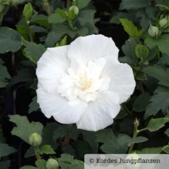 Duo-Gartenhibiskus 'Blue Chiffon®' Und 'White Chiffon®', Blau + Weiß, 5 Lt. Topf -Stihl Pflanzen Verkauf 0410900500 Hibiscus White Chiffon 1 76689