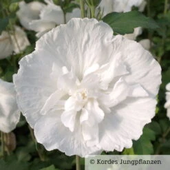 Duo-Gartenhibiskus 'Blue Chiffon®' Und 'White Chiffon®', Blau + Weiß, 5 Lt. Topf -Stihl Pflanzen Verkauf 0410900500 Hibiscus White Chiffon 76688