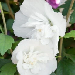 Duo-Gartenhibiskus 'Blue Chiffon®' Und 'White Chiffon®', Blau + Weiß, 5 Lt. Topf -Stihl Pflanzen Verkauf 0410900500 Hibiscus White Chiffon 040 050 Co 5 lt 75498