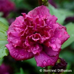 Duo Garten-Hibiskus 'French Cabaret® Pastel' Und 'French Cabaret® Red', 5 L Topf -Stihl Pflanzen Verkauf 0410900549 Hibiscus syr French Cabaret Red 75024