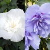 Duo-Gartenhibiskus 'Blue Chiffon®' Und 'White Chiffon®', Blau + Weiß, 5 Lt. Topf