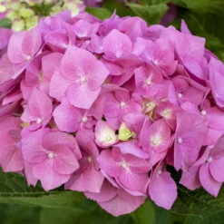 Ballhortensien In 4 Farben, 4er-Set, Höhe 30-40 Cm, Topf 4 Liter (Pflanzware) -Stihl Pflanzen Verkauf 0415100310 Koelle Hydrangea mac Ball rosa Co 5lt farbezeigend 59934